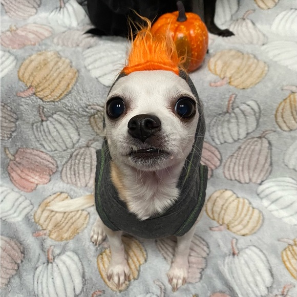 Meet your Posher, ZoZe - Picture 2 of 6